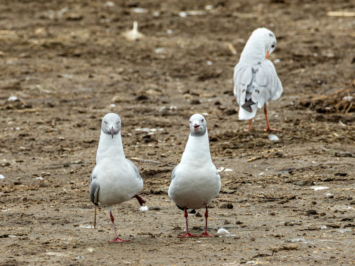 Gray-hooded Gull - ML641847179