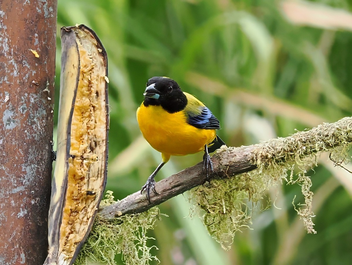Black-chinned Mountain Tanager - ML641847190