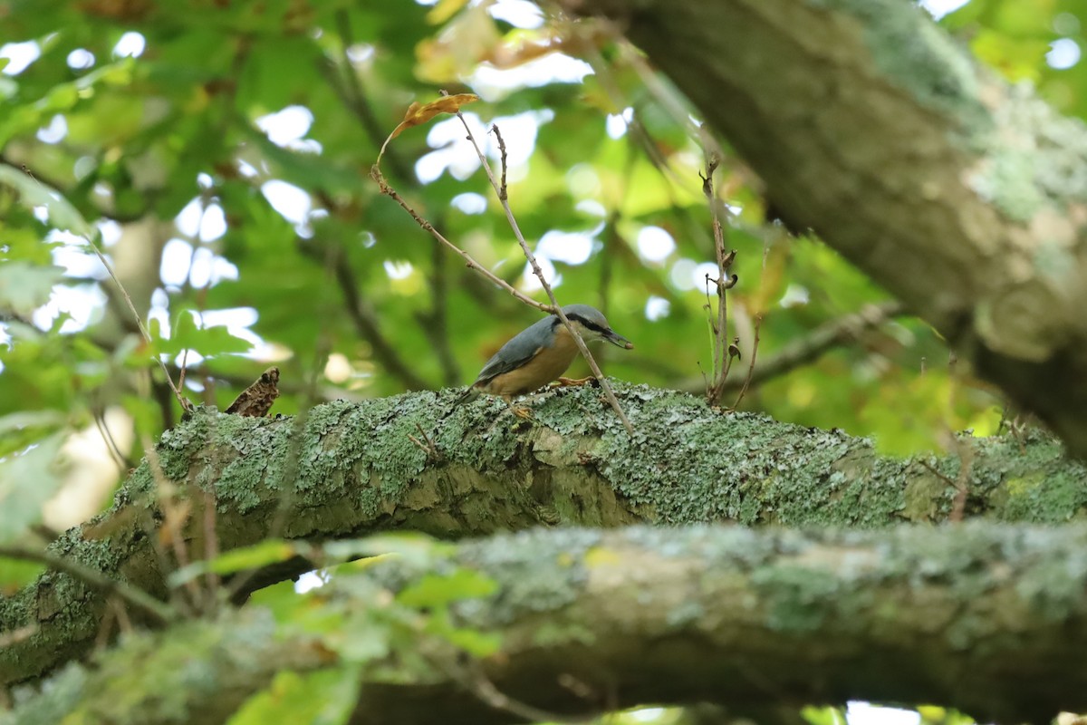 Garrapo eurasiarra - ML641847239