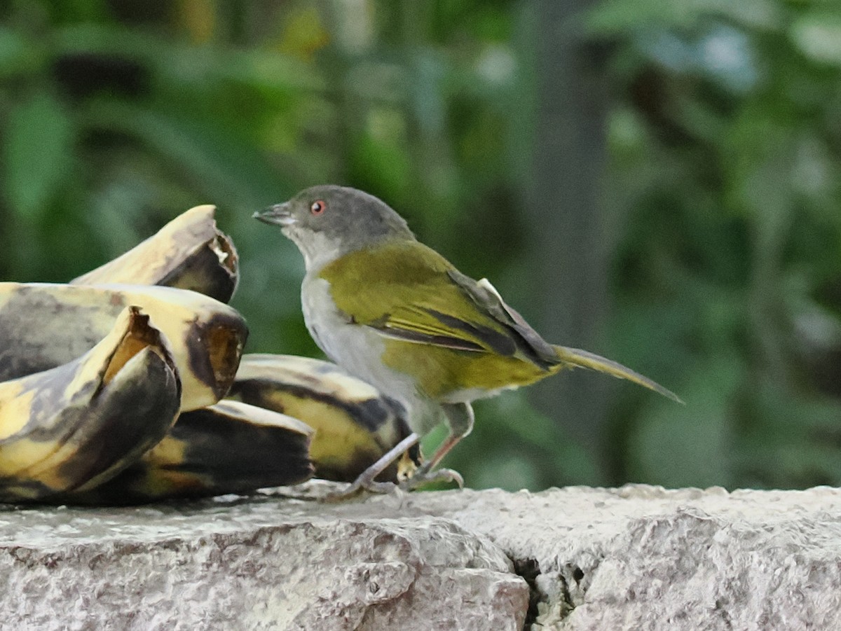 Dusky Chlorospingus - ML641847246