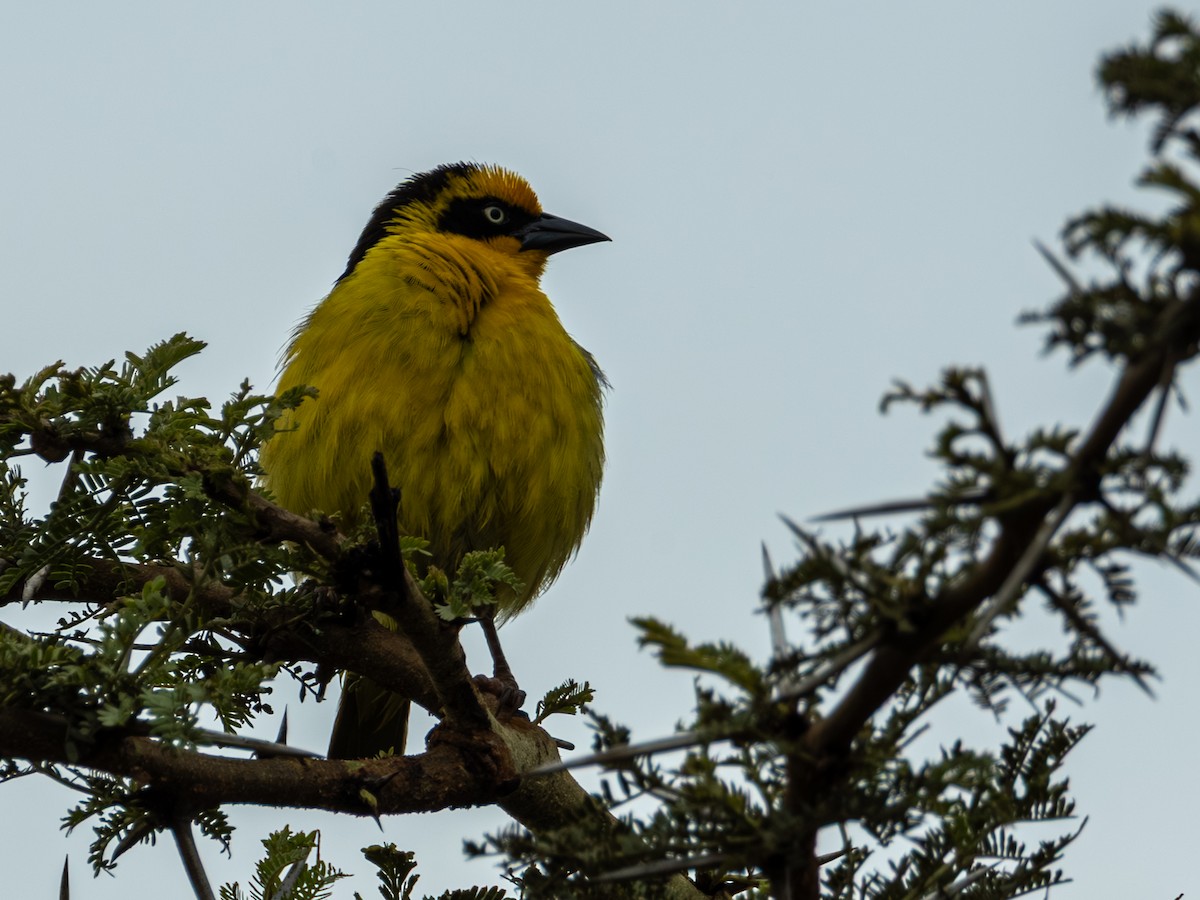 Baglafecht Weaver - ML641847253