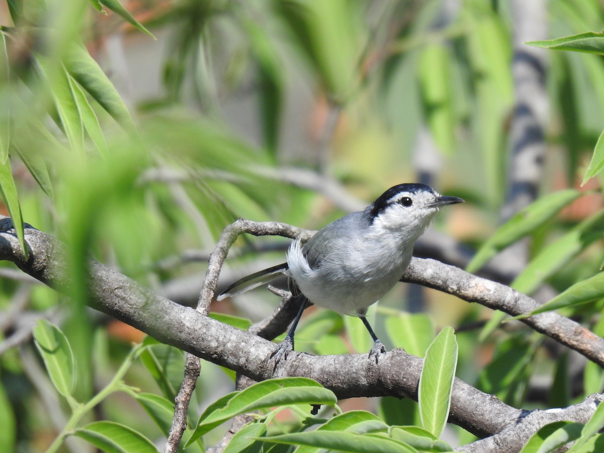 Marañon Gnatcatcher - ML641847278