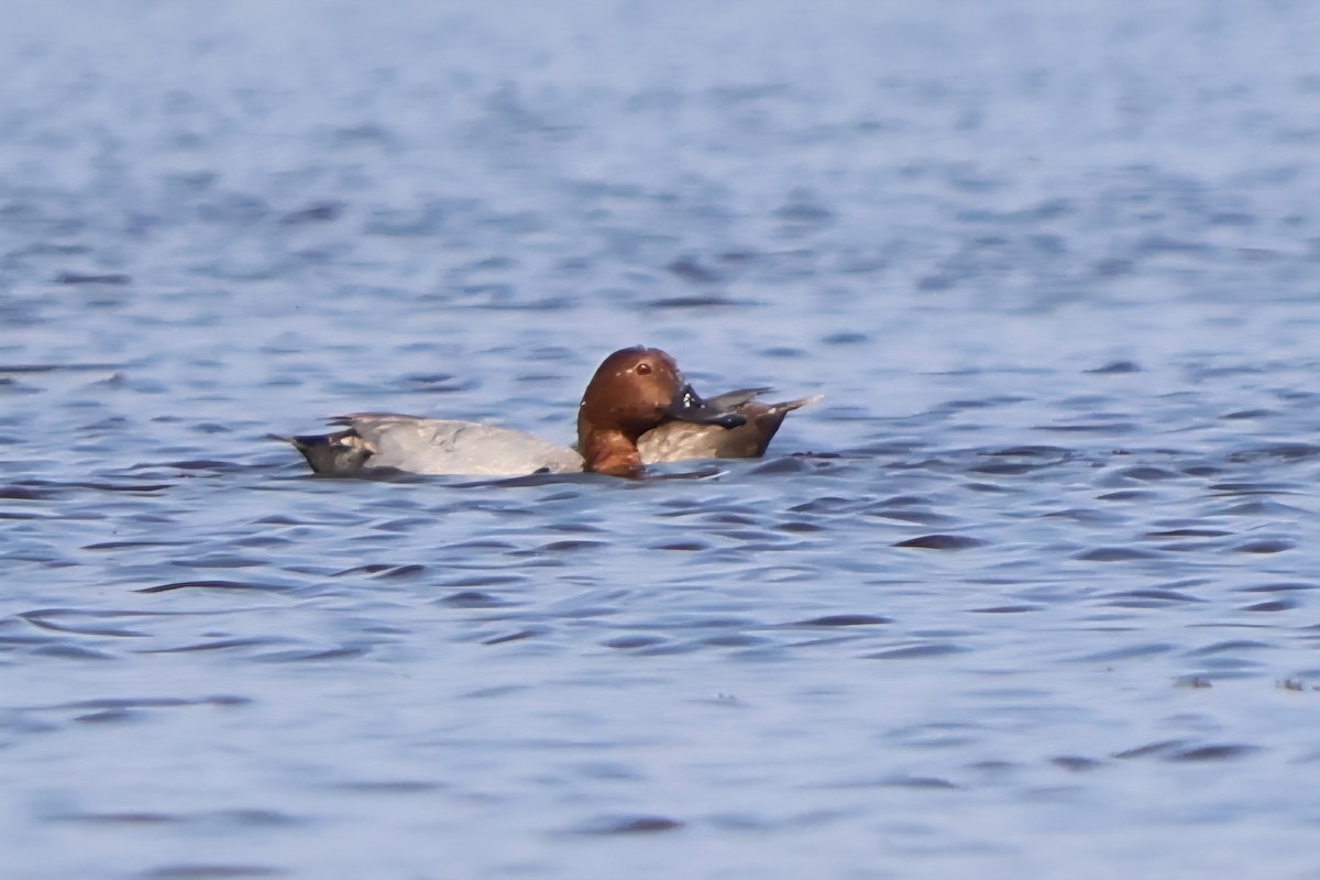Common Pochard - ML641847281