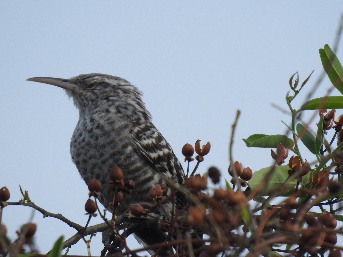 Fasciated Wren - ML641847297