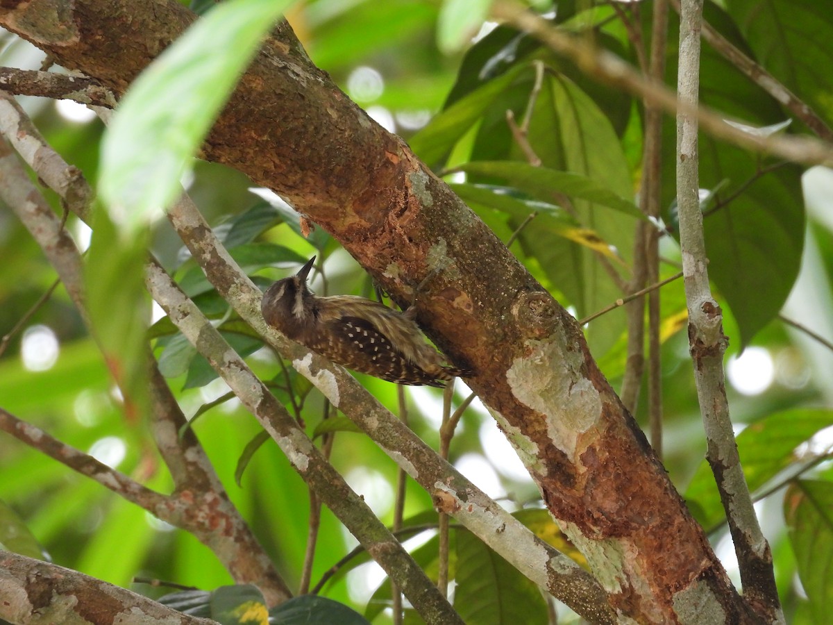 Sulawesi Pygmy Woodpecker - ML641847320
