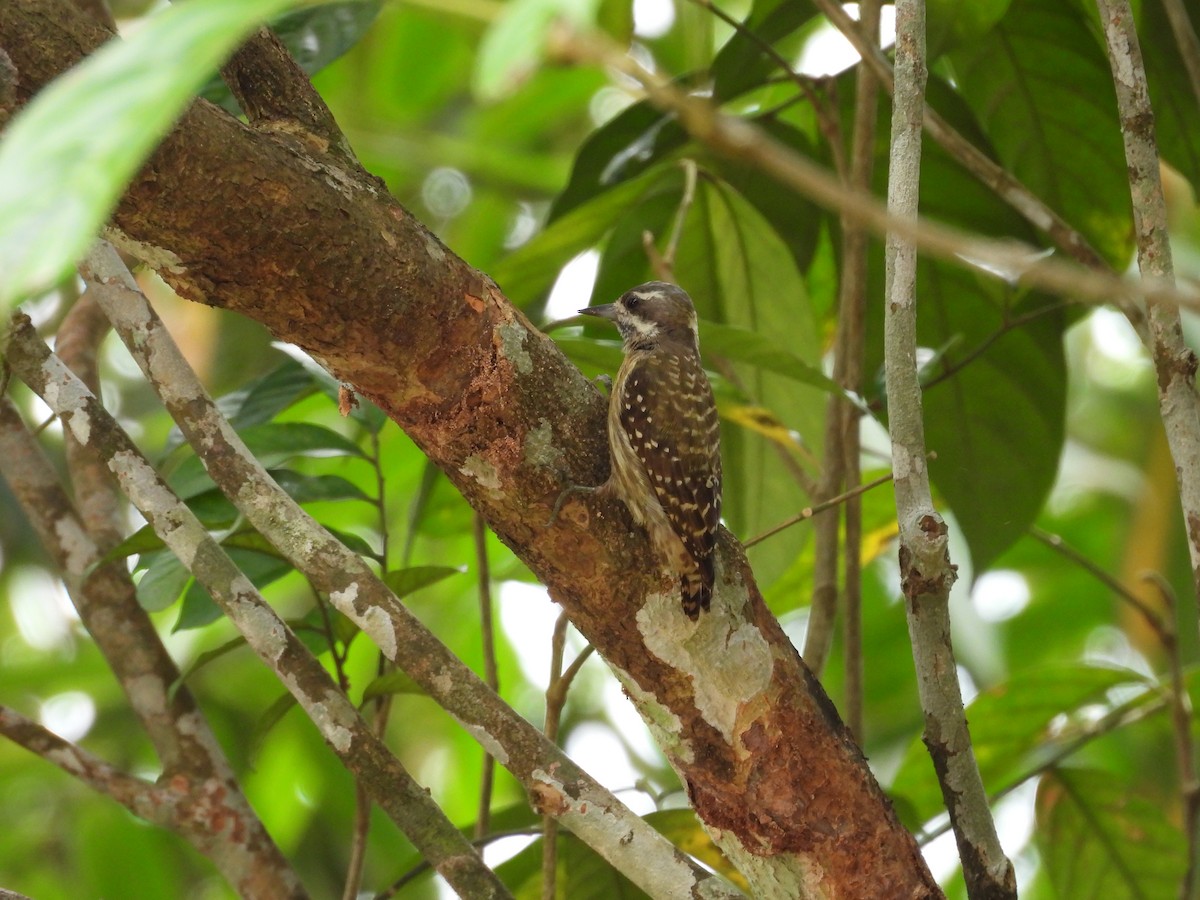 Sulawesi Pygmy Woodpecker - ML641847321