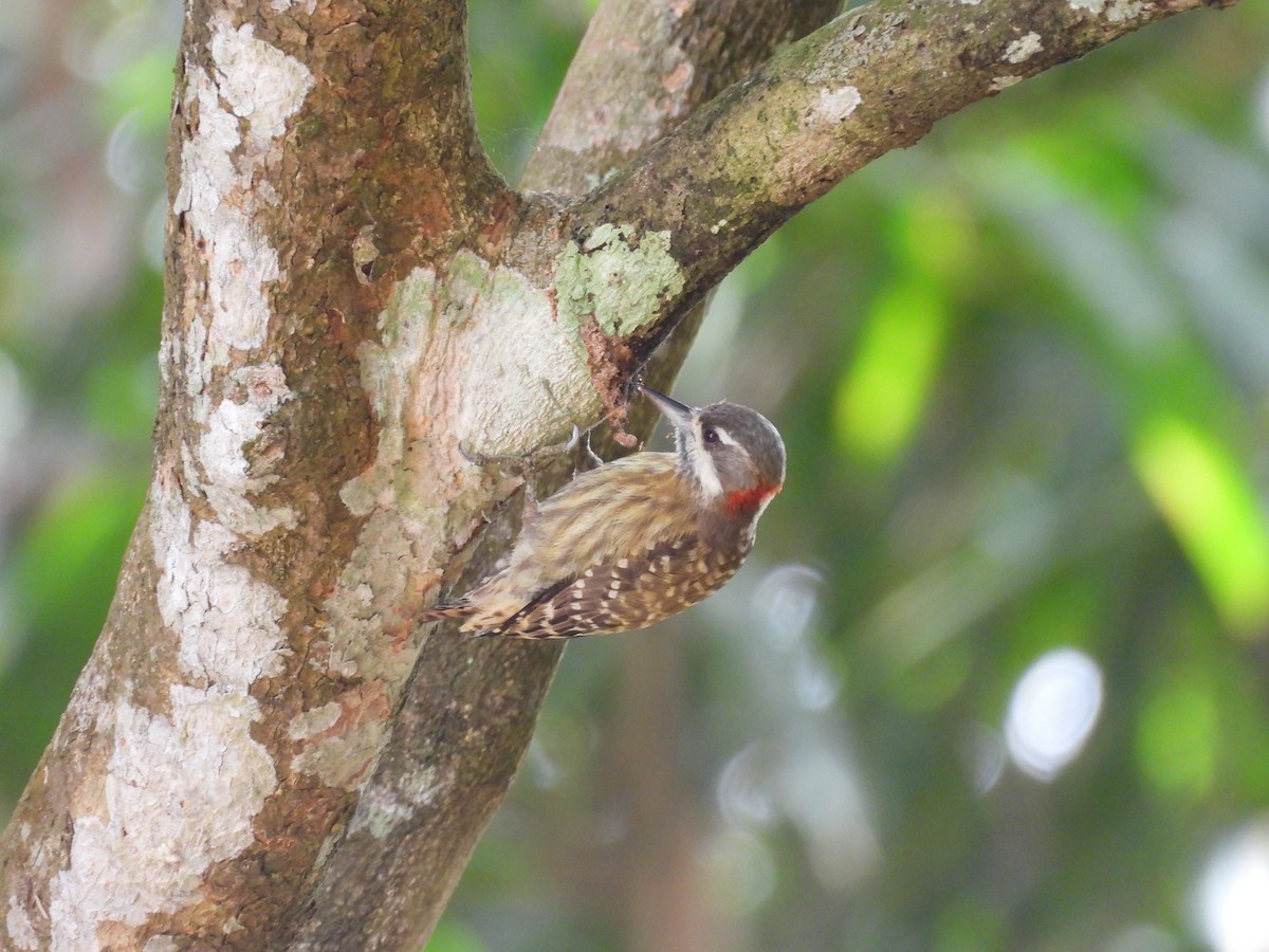 Sulawesi Pygmy Woodpecker - ML641847322