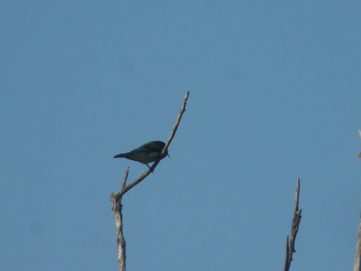 Asian Green Bee-eater - ML641847323