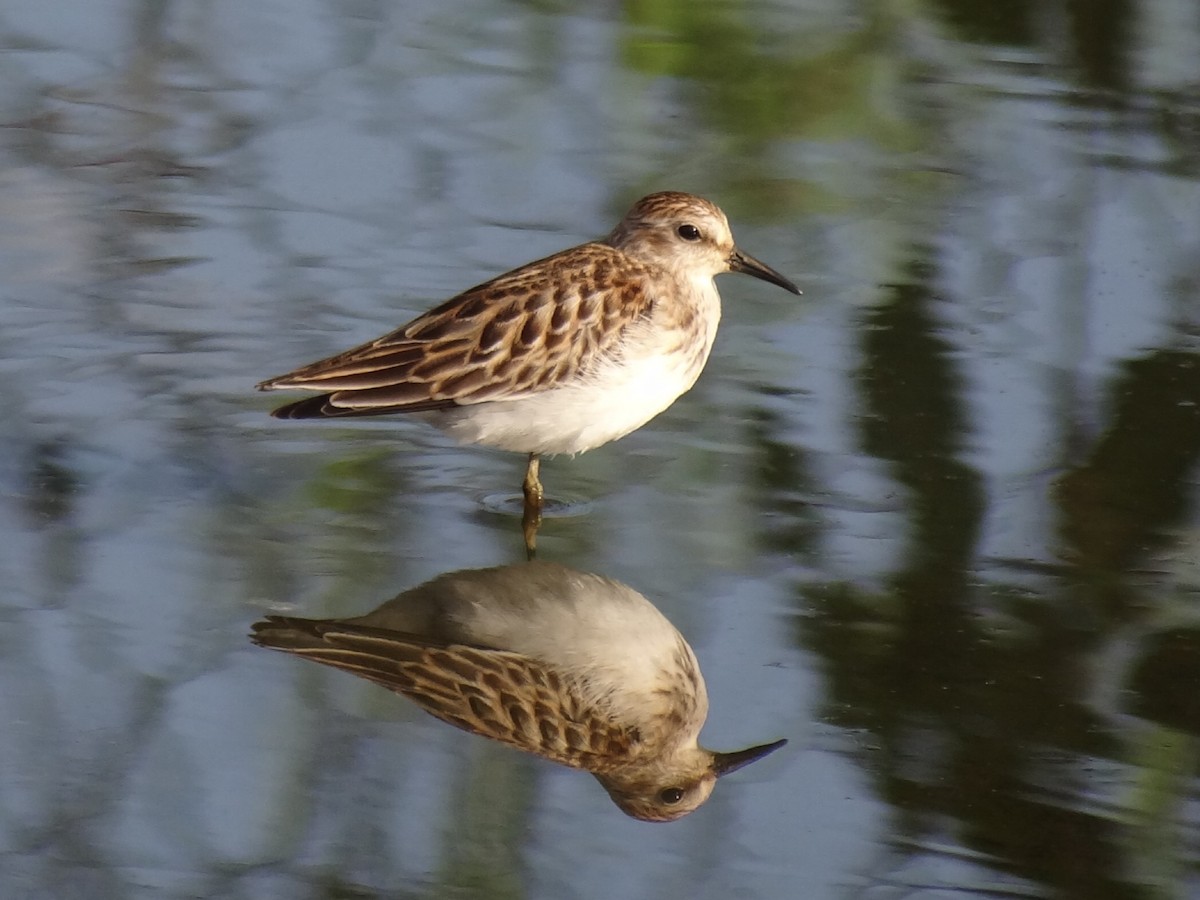 Least Sandpiper - ML641847337