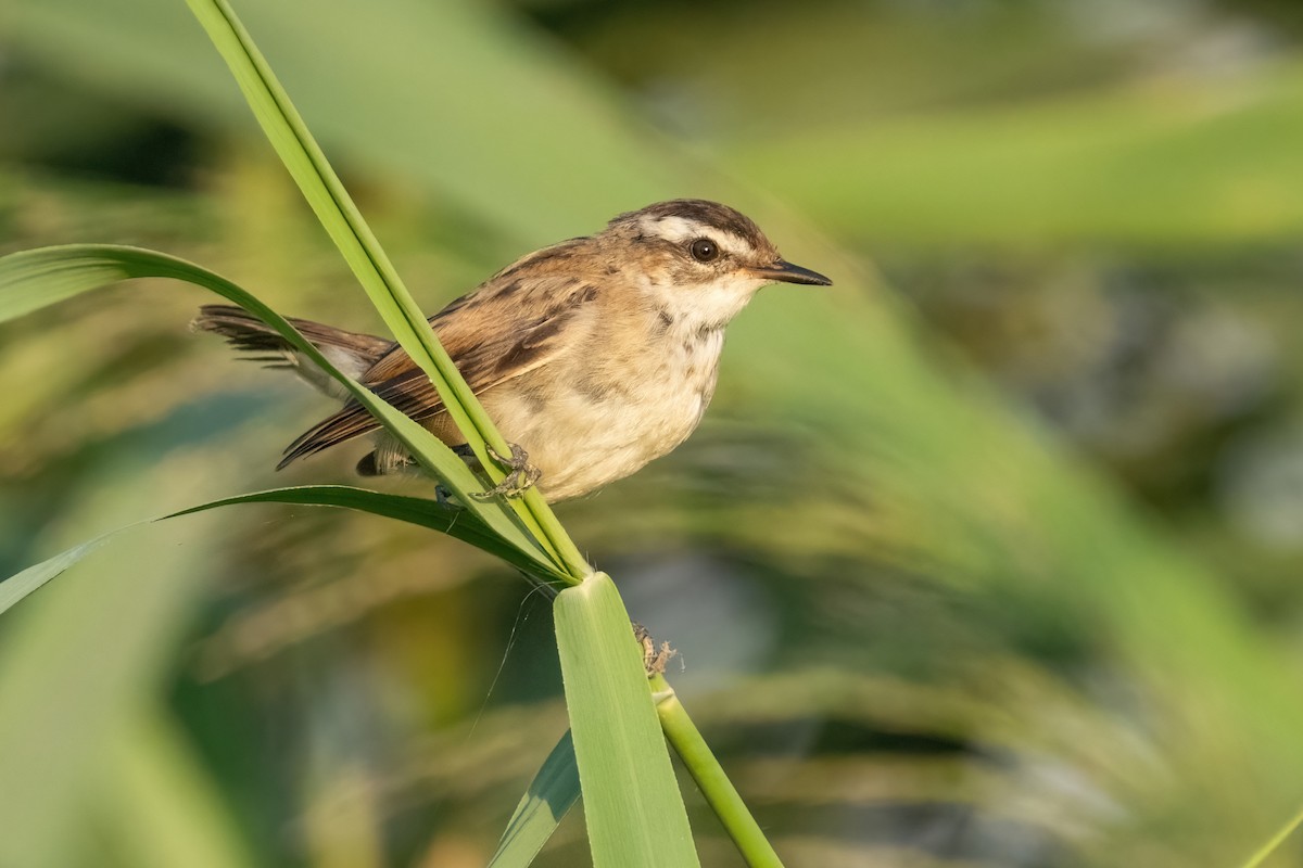 Moustached Warbler - ML641847345