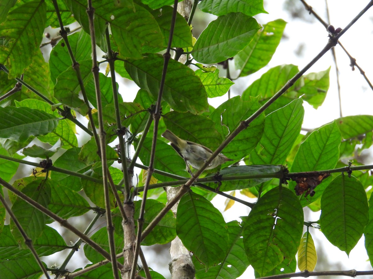 Lompobattang Leaf Warbler - ML641847359
