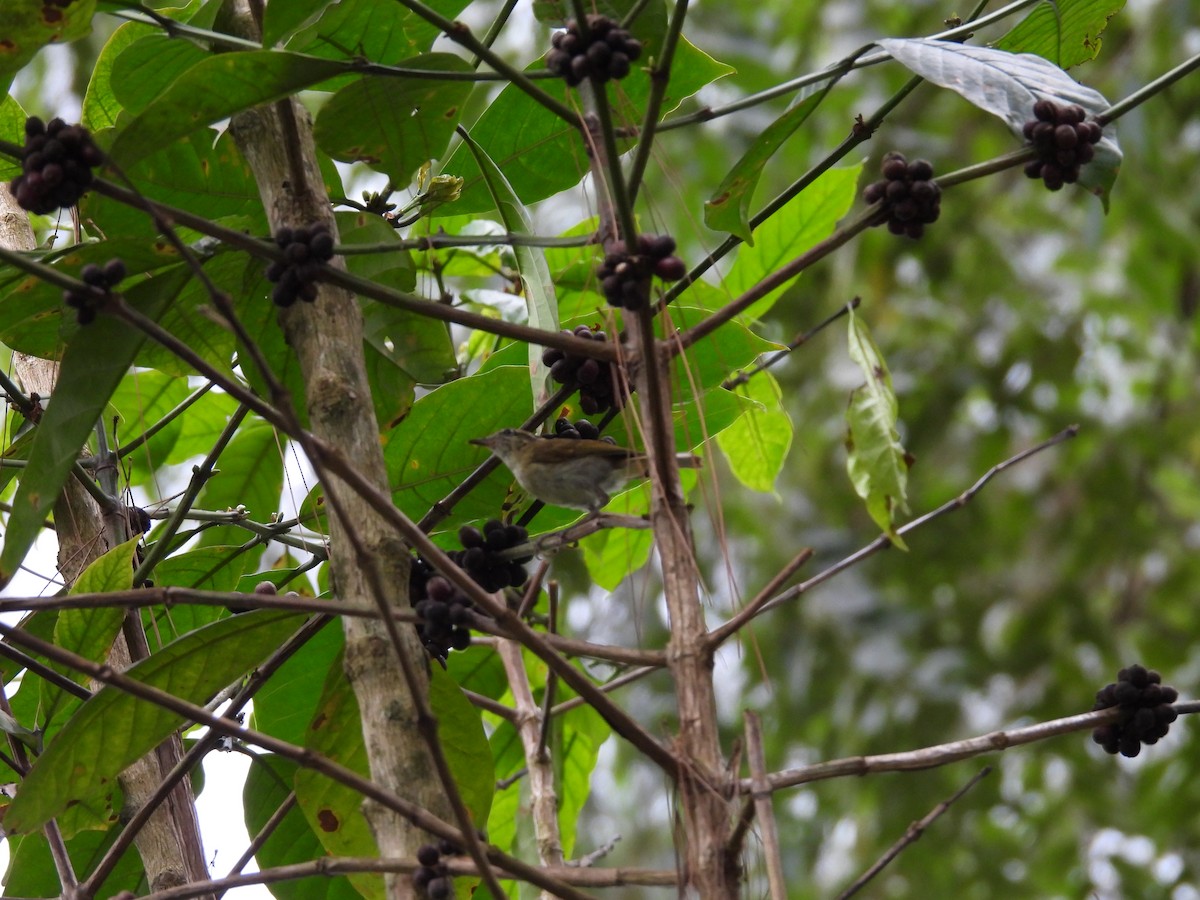 Lompobattang Leaf Warbler - ML641847360