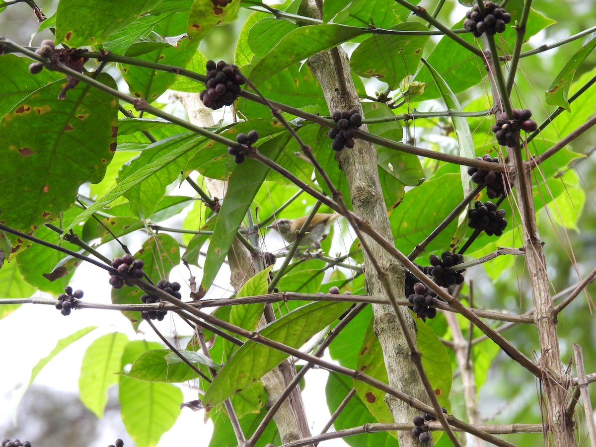Lompobattang Leaf Warbler - ML641847361