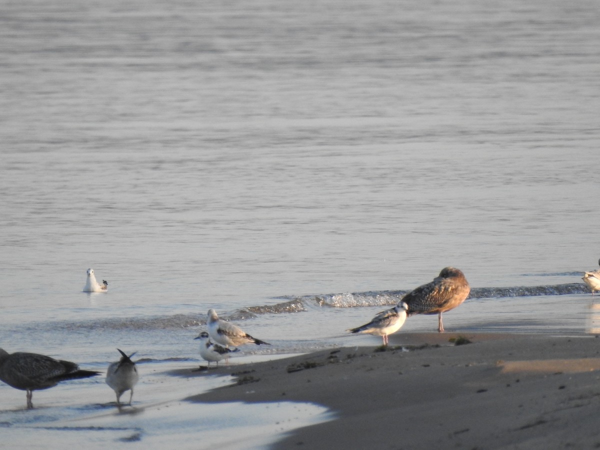 Little Gull - ML641847370