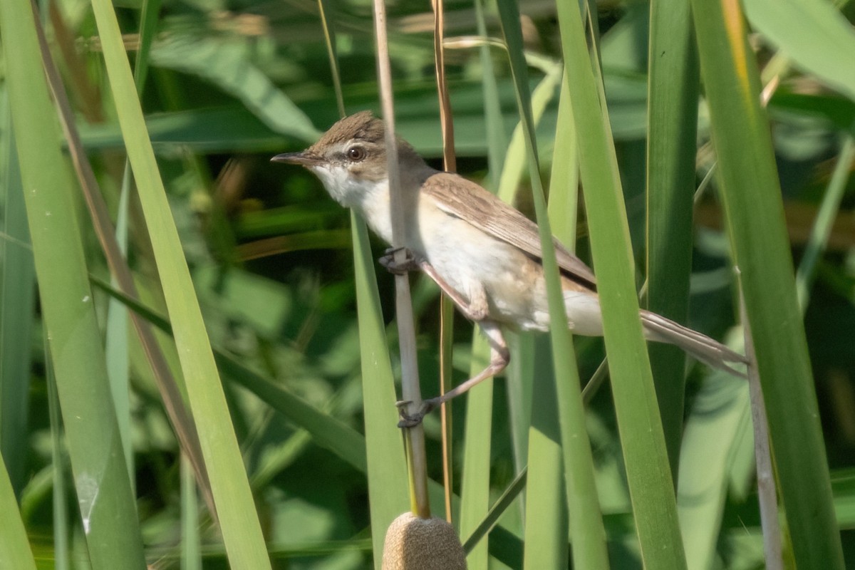 Paddyfield Warbler - ML641847390