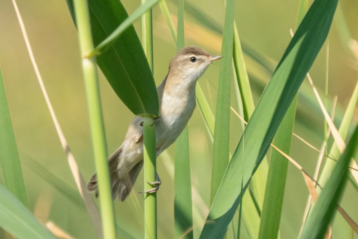 Paddyfield Warbler - ML641847391
