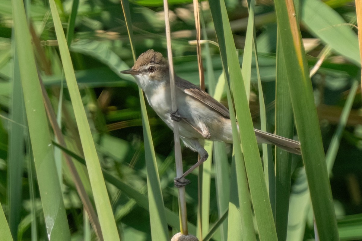 Paddyfield Warbler - ML641847392