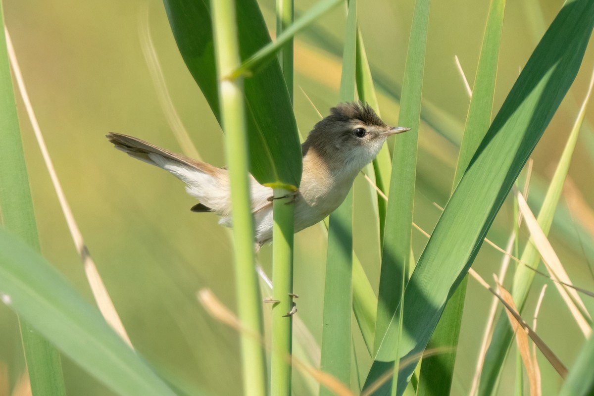Paddyfield Warbler - ML641847393