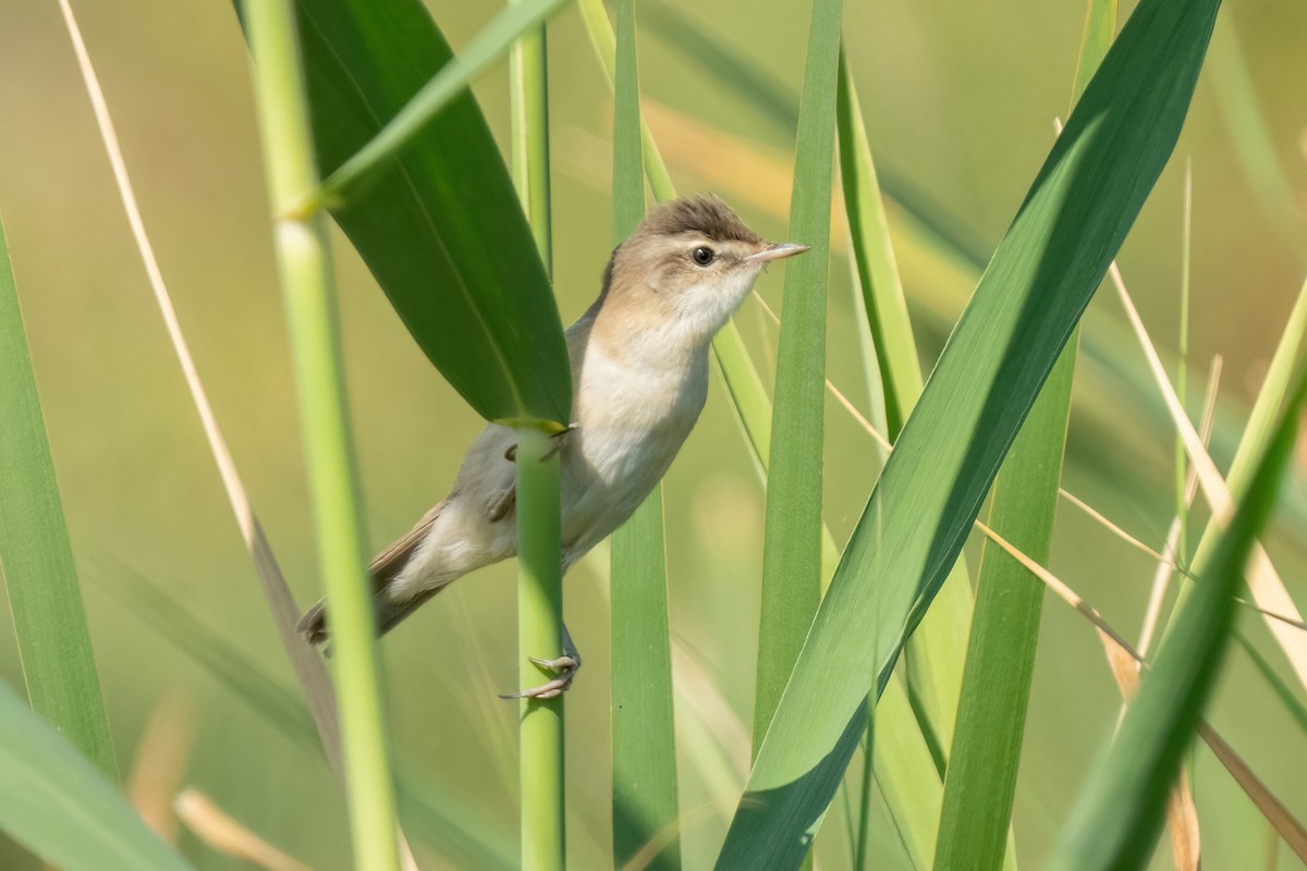Paddyfield Warbler - ML641847394
