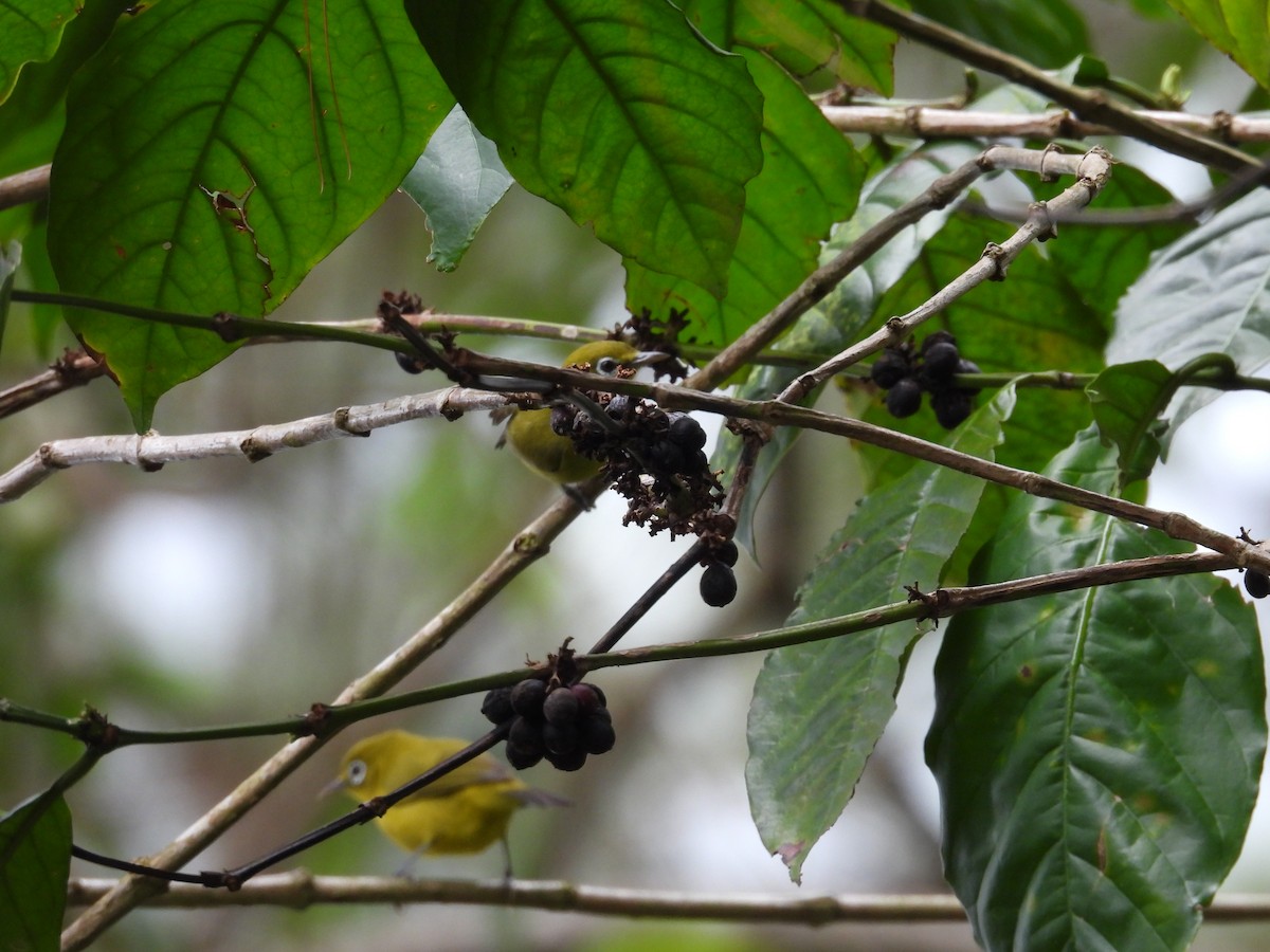 Lemon-bellied White-eye - ML641847403