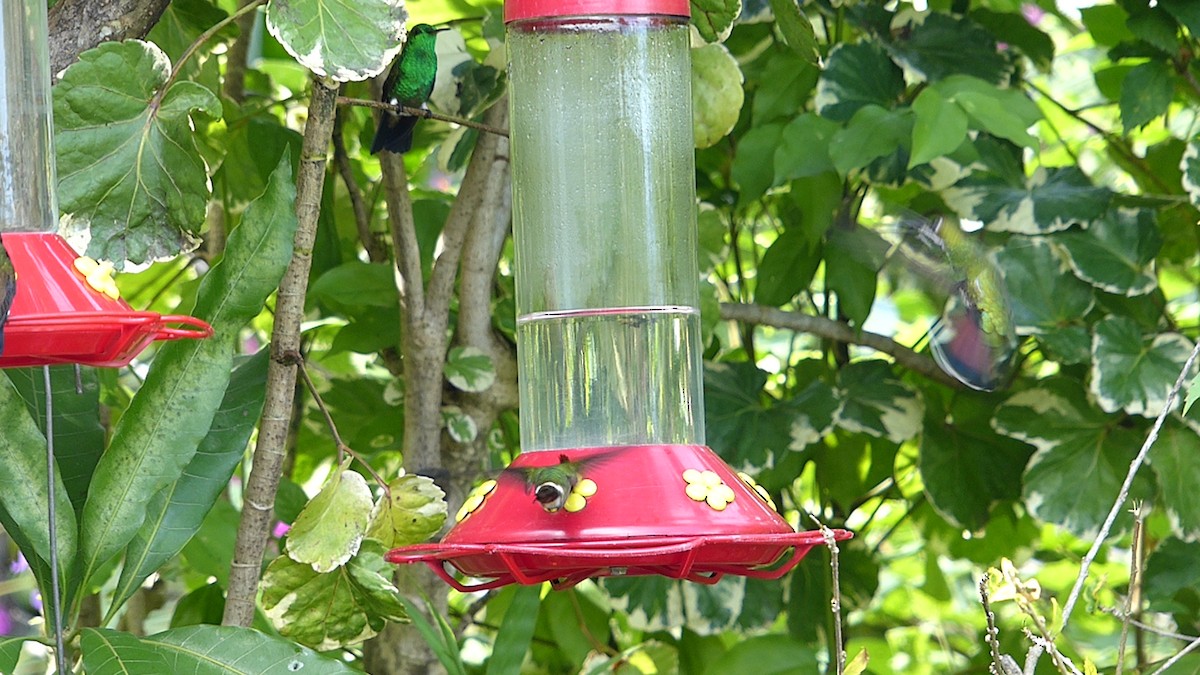 Tufted Coquette - ML641847405