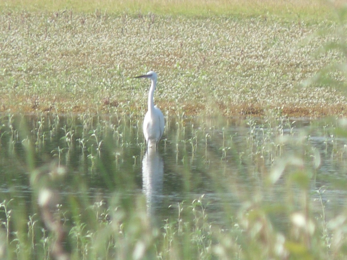 チュウサギ - ML641847407