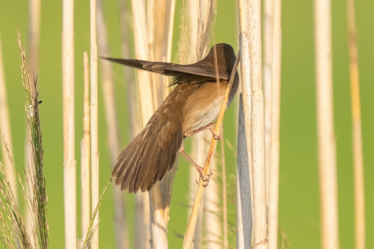 Savi's Warbler - ML641847425