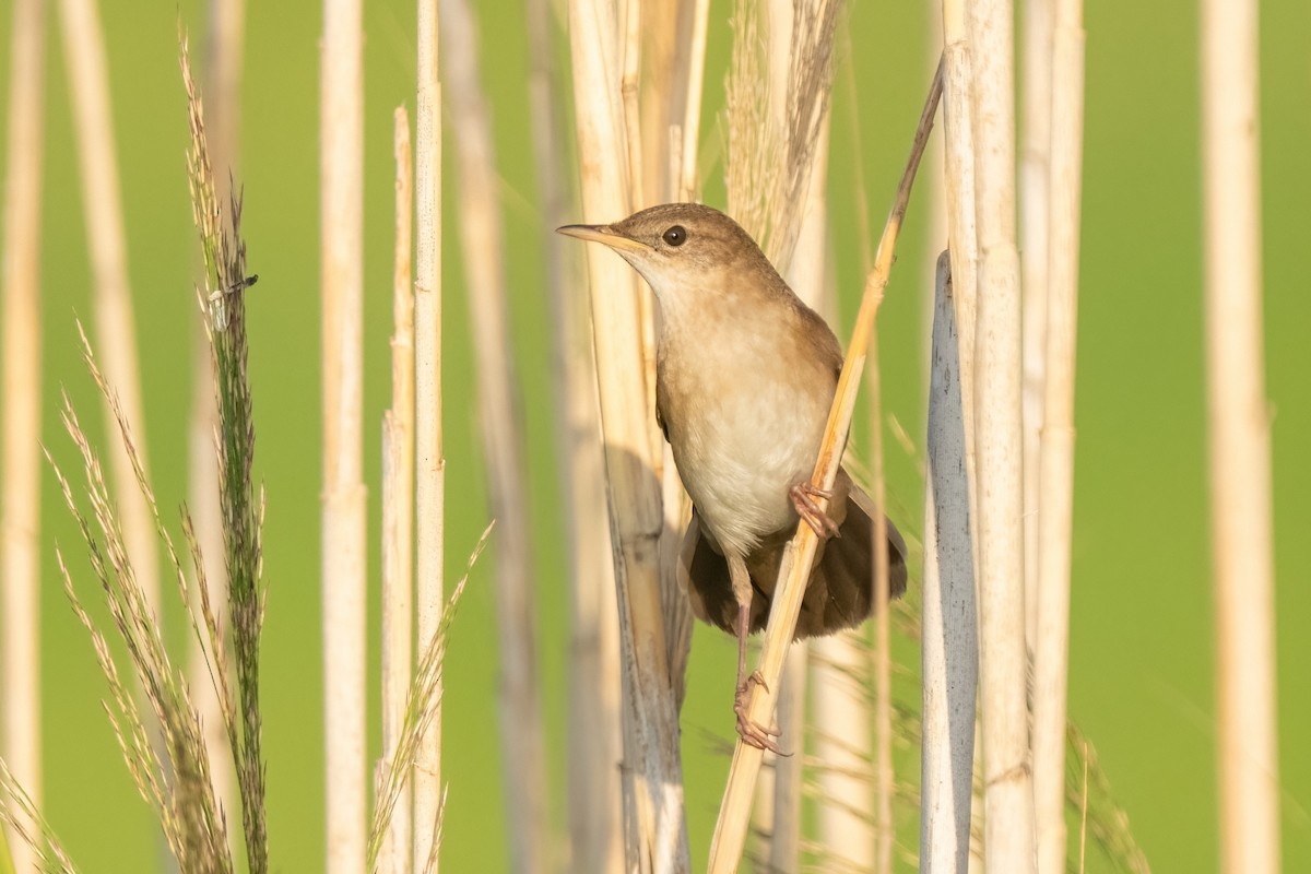 Savi's Warbler - ML641847426