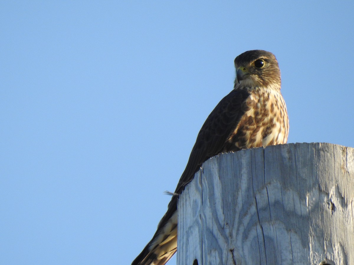 Merlin - ML641847439