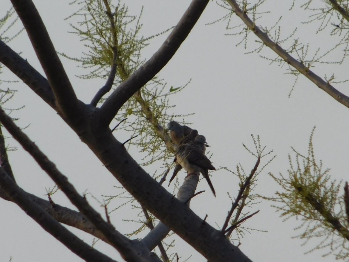 斑馬鳩 - ML641847441