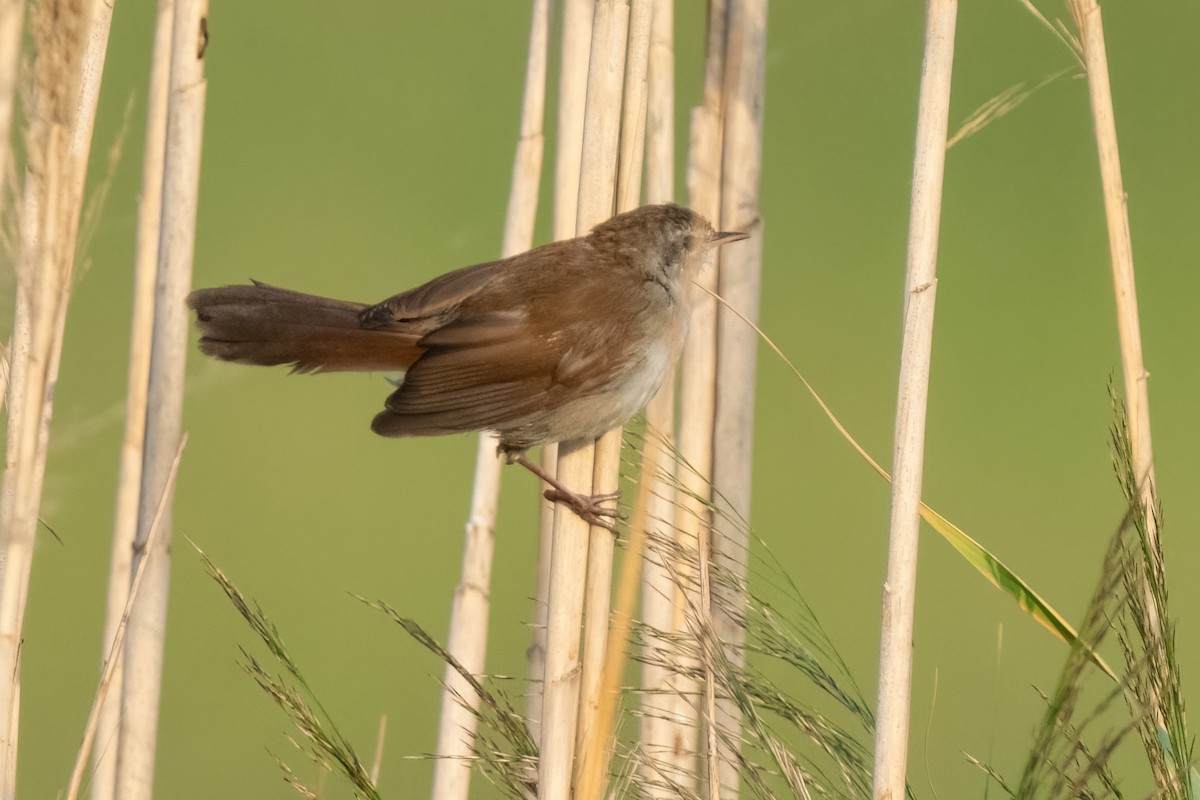 Cetti's Warbler - ML641847442