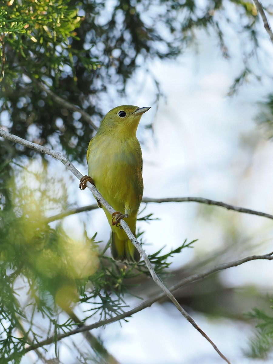 Yellow Warbler - ML641847444