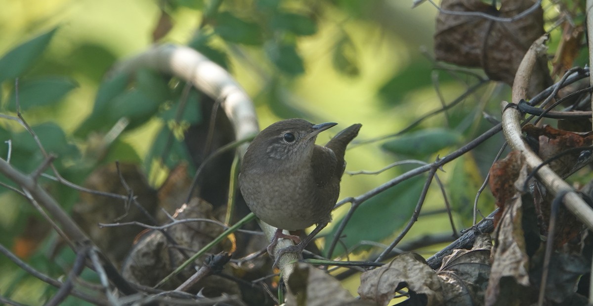 Northern House Wren - ML641847445