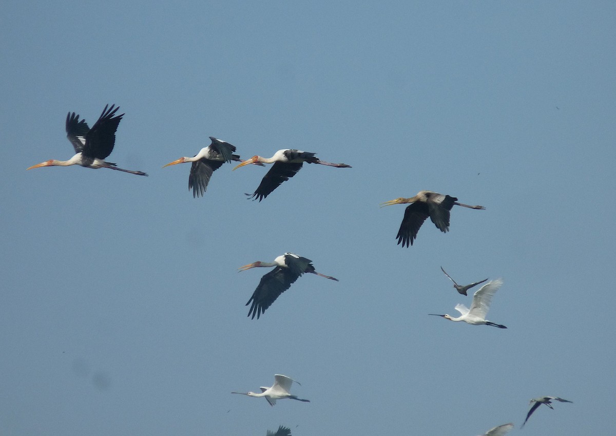 Painted Stork - ML641847450