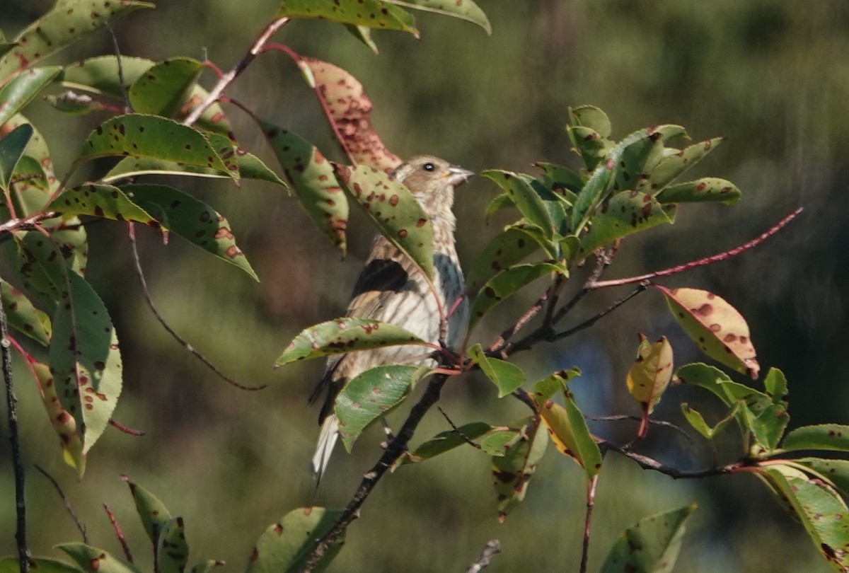 Purple Finch - ML641847453