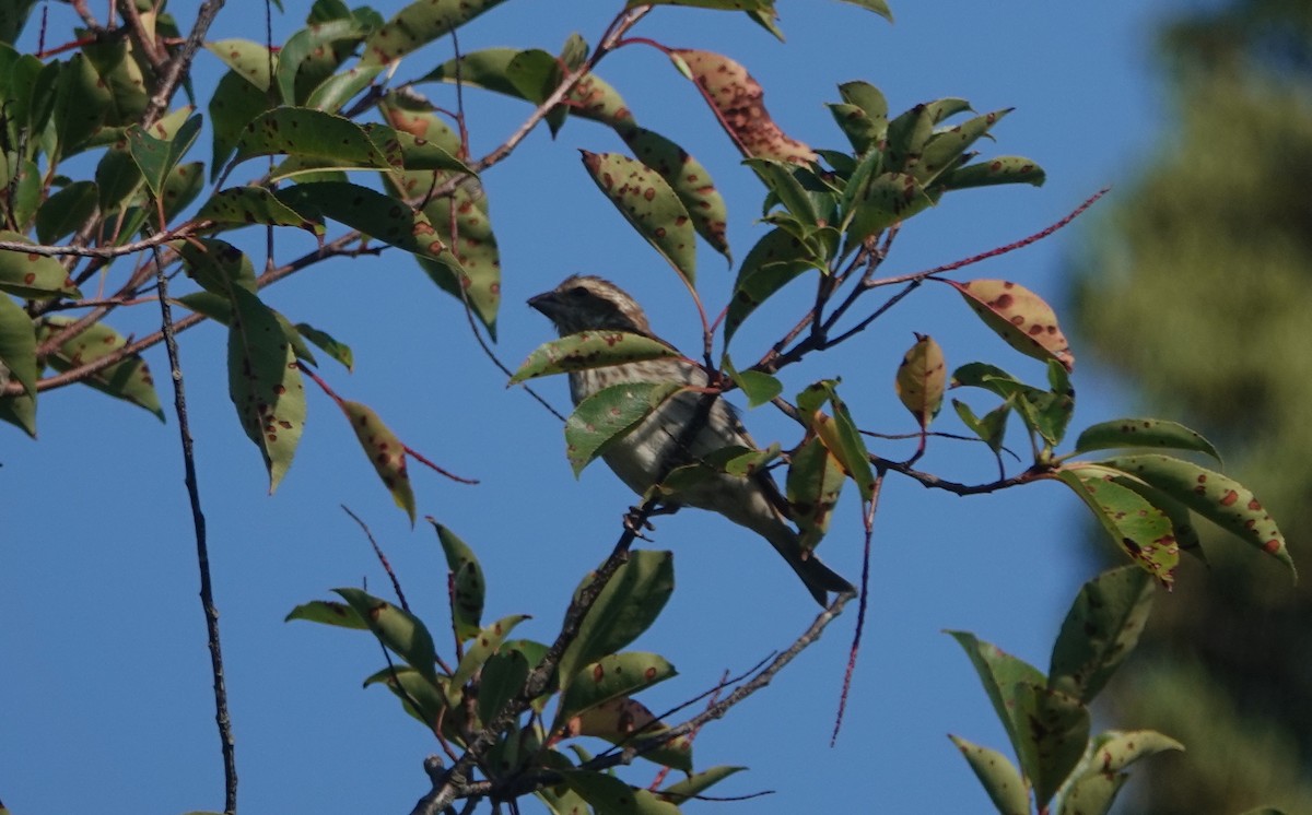 Purple Finch - ML641847454