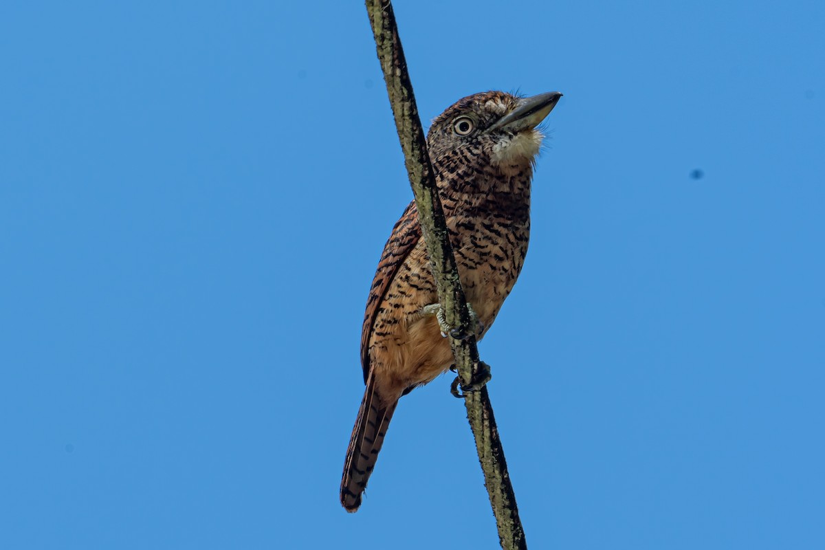 Barred Puffbird - ML641847455