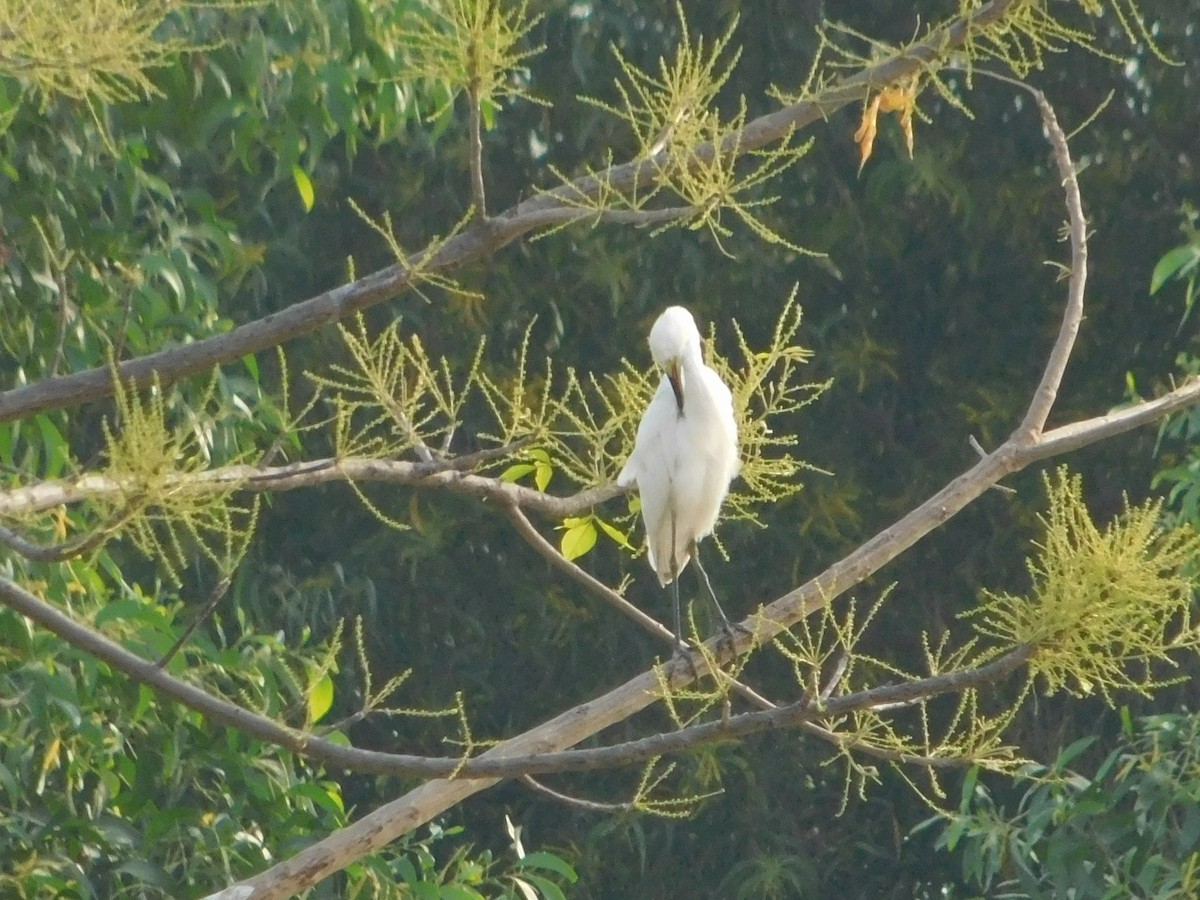 小白鷺 - ML641847464