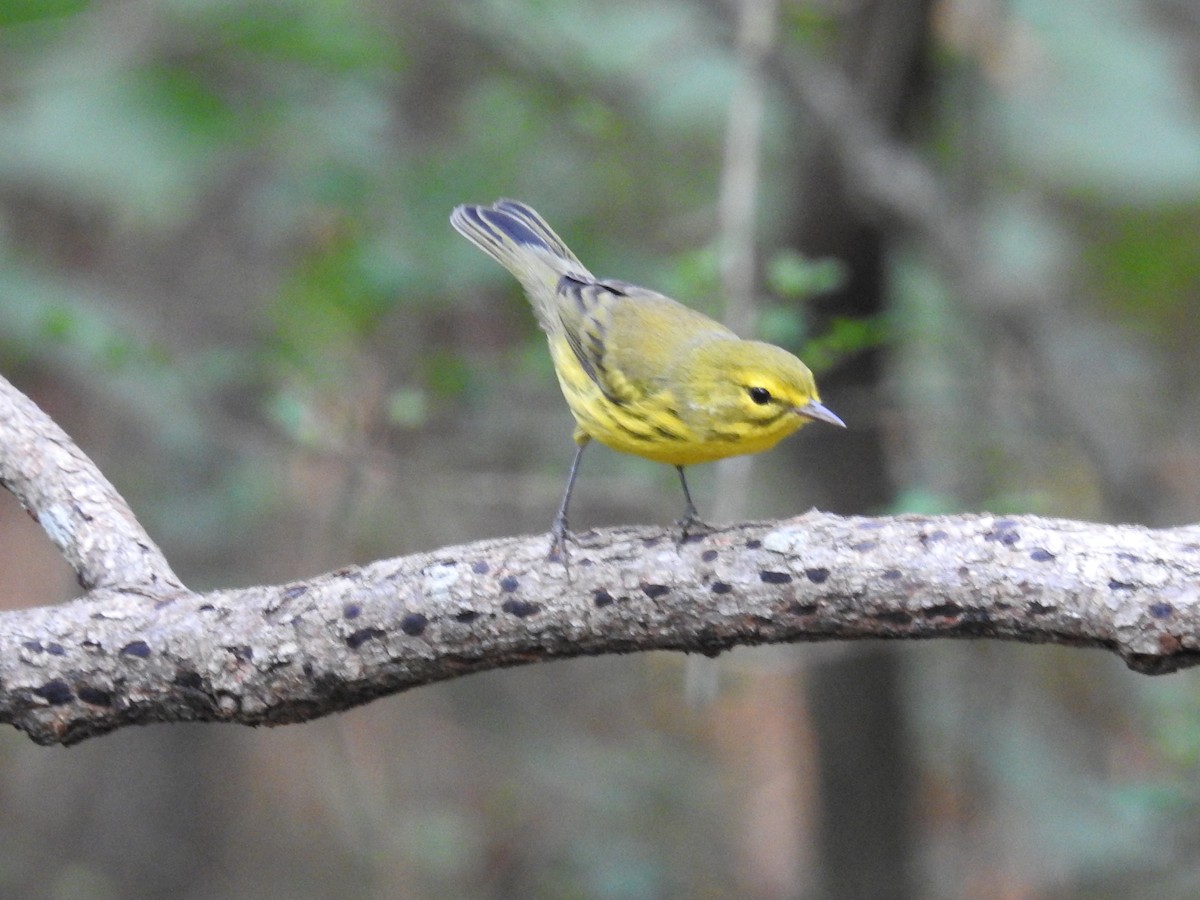 Prairie Warbler - ML641847465