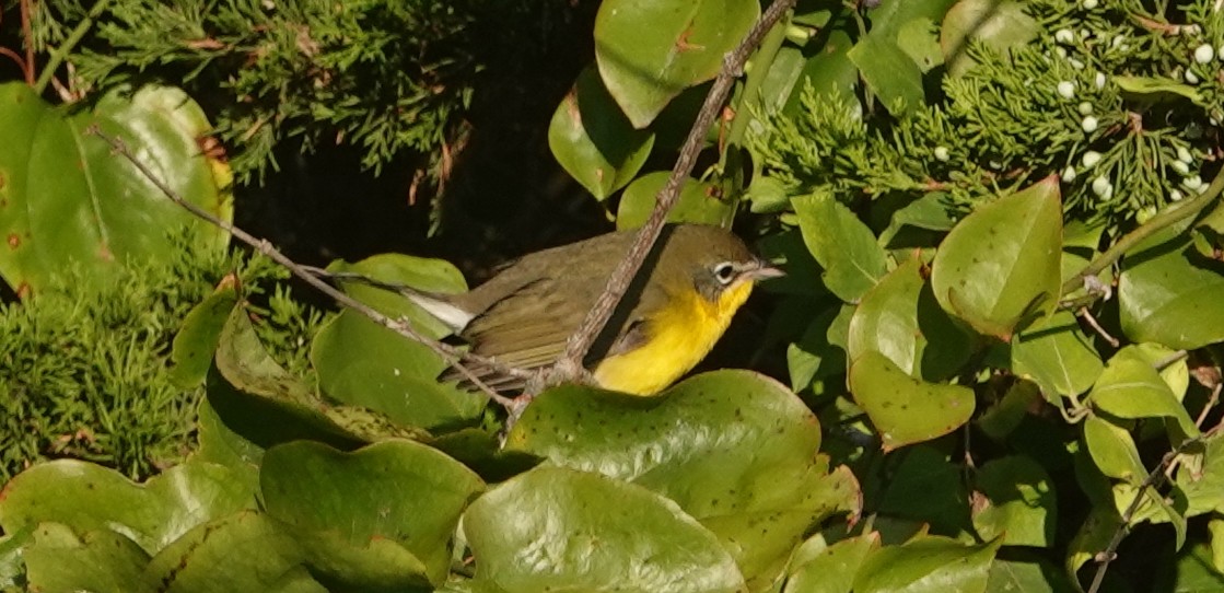 Yellow-breasted Chat - ML641847466