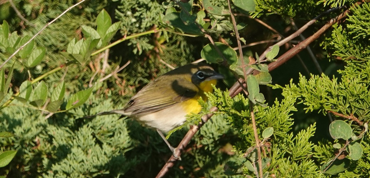 Yellow-breasted Chat - ML641847467