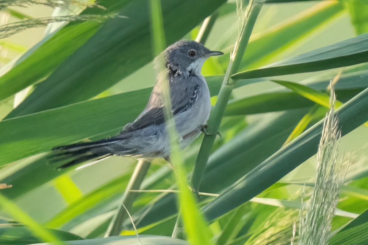 Menetries's Warbler - ML641847468