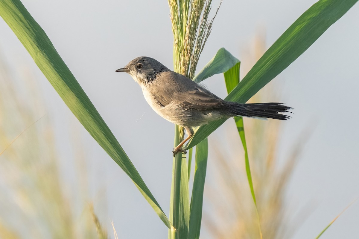Menetries's Warbler - ML641847469