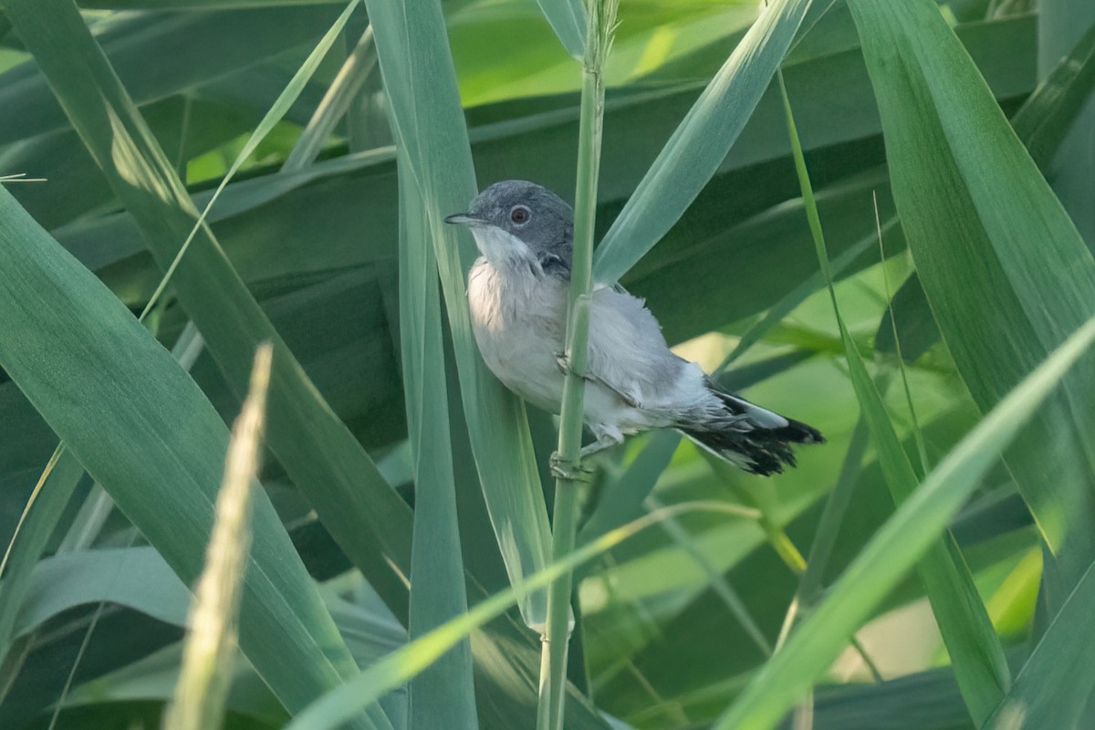 Menetries's Warbler - ML641847470