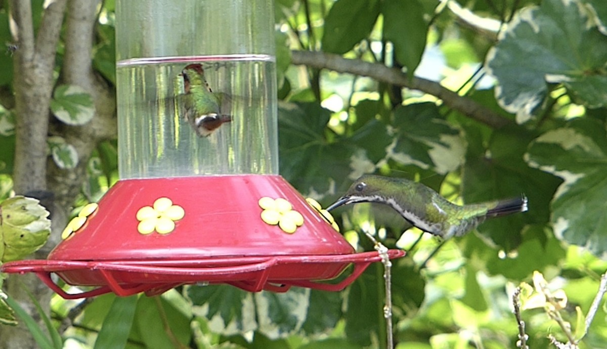 Black-throated Mango - ML641847471