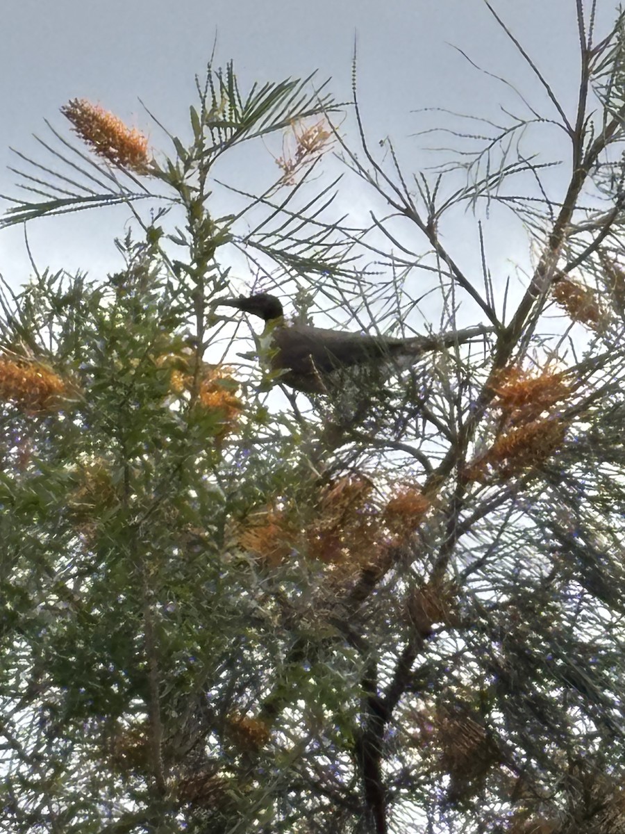Noisy Friarbird - ML641847486