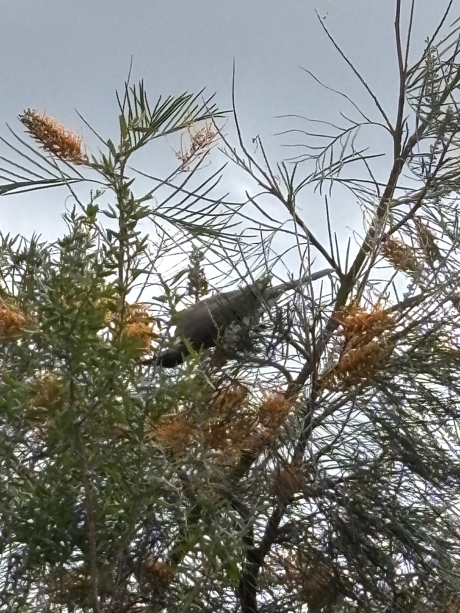 Noisy Friarbird - ML641847487