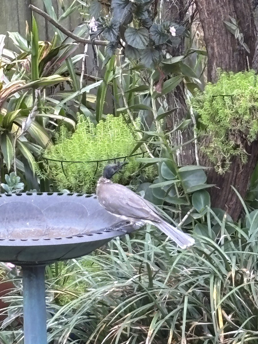 Noisy Friarbird - ML641847488
