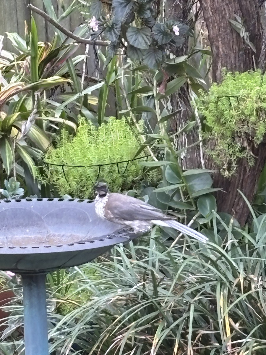Noisy Friarbird - ML641847490