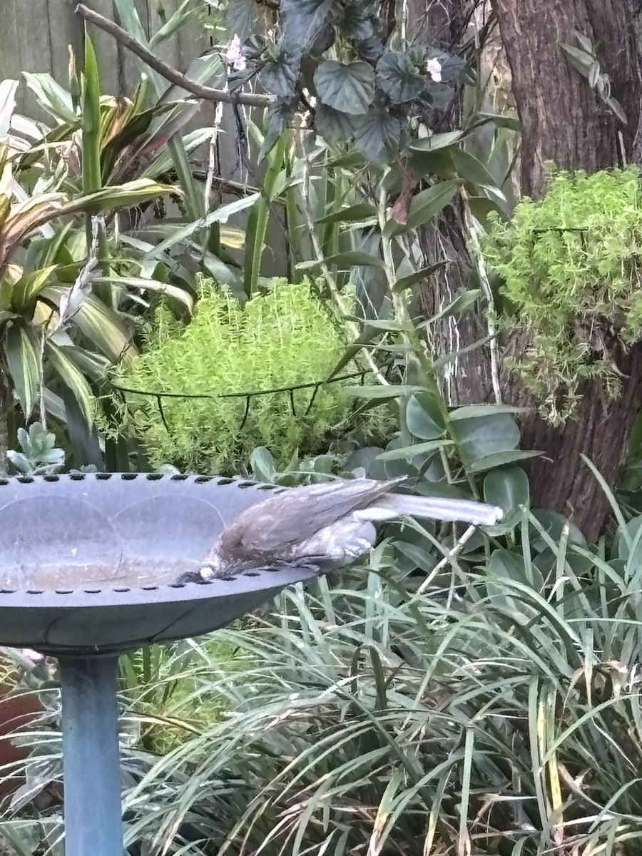 Noisy Friarbird - ML641847491